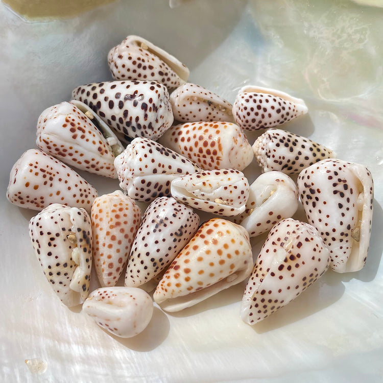 Flea Cone Shell Bangle