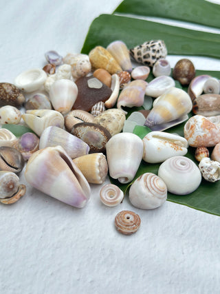 Craft Shell Lot A