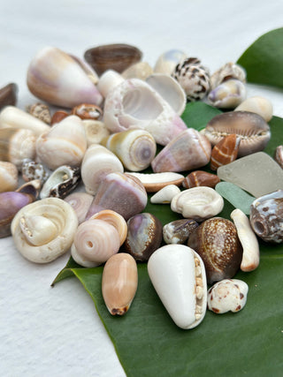 Craft Shell Lot F