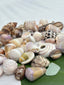 Craft Shell Lot C