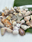 Craft Shell Lot E