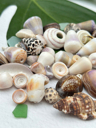 Craft Shell Lot C