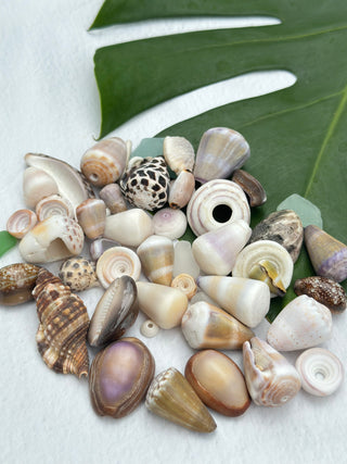 Craft Shell Lot C