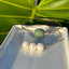 SZ 8 Ke'oke'o Pearl Trio Bangle