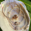 Cat Cone Shell Bangle