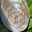 Combo: Rat Cone Shell, Puka Shell, Abbreviated Cone Shell