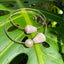 Surprise Pastel Cone Shell Bangle