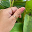 Sunrise Shell Ring