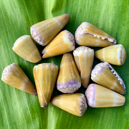Morelet Cone Shell Bangle