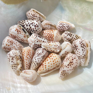 Flea Cone Shell Bangle